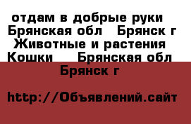 отдам в добрые руки - Брянская обл., Брянск г. Животные и растения » Кошки   . Брянская обл.,Брянск г.